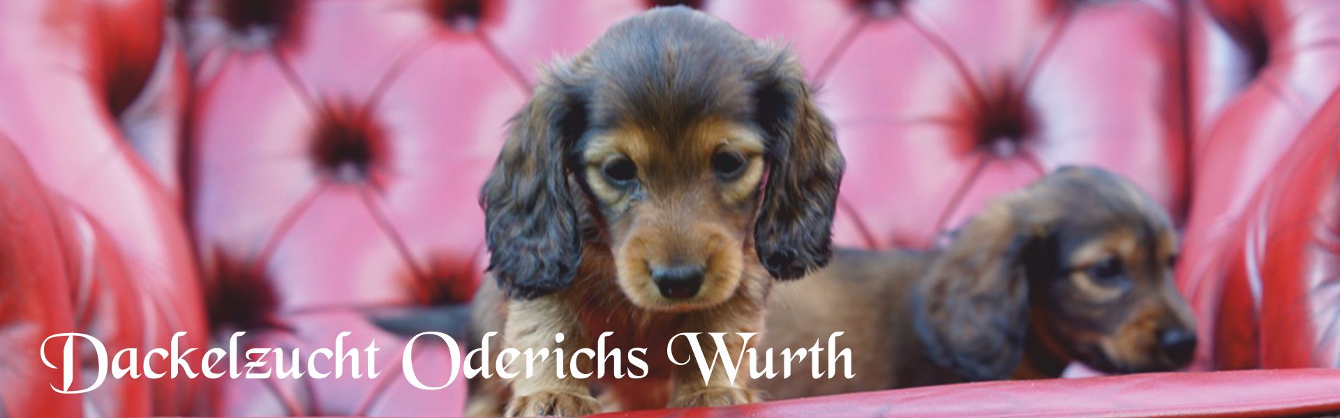 www.dackelzucht-oderichswurth.de